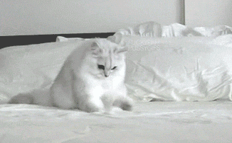 BxdHdd4.gif