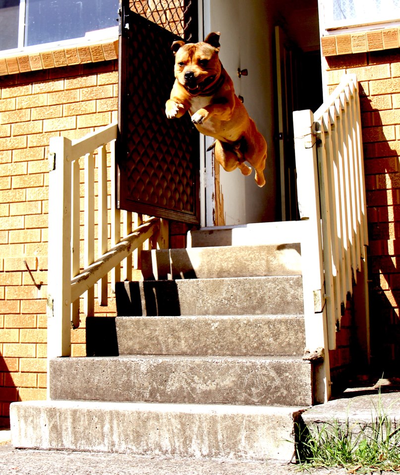 dog-running-out-door.jpg
