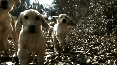 XxZVJue.gif