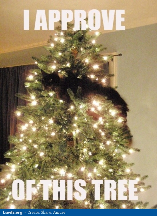 i-approve-of-this-tree-christmas-cat-meme.jpg