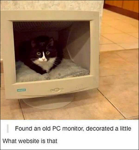 cat-in-monitor.jpg