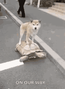 funny-animals-turtle.gif