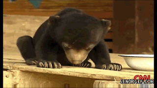 sun-bear-canl-senorgecom