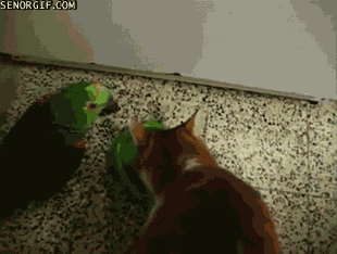 giphy.gif