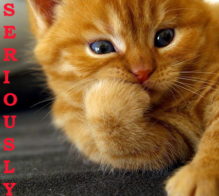 catthinking.jpg