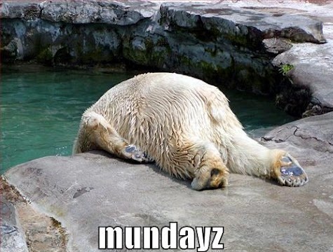 funny-pictures-monday-polar-bear-morning-animals-pics.jpg