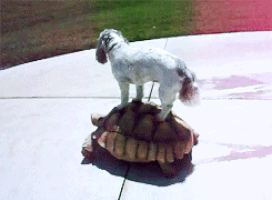 177a95859950e94f5ec5443ab23d5c3e.gif