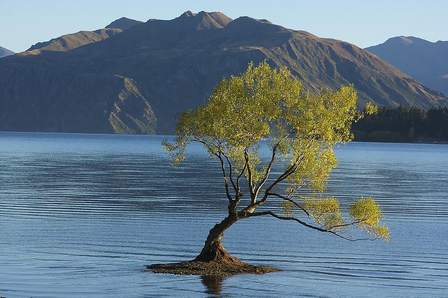 tree-in-lake-wanaka-stuart-litoff.jpg