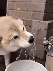 doggy-smile.gif
