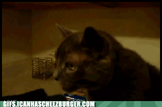 cats-are-gross