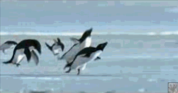 penguinsflying.gif