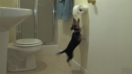 time-to-call-the-cat-maybe