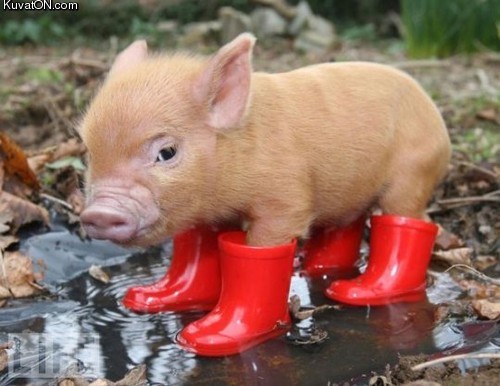 teacup%2Bpig.jpg