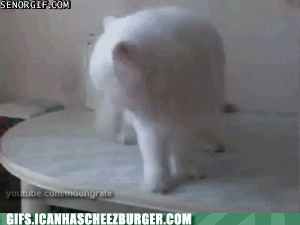 prolonged-cat-fail