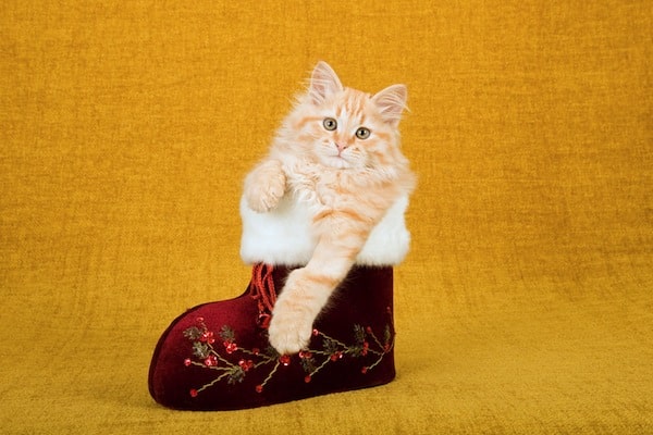 catster-cats-with-boots-shutterstock-2.jpg