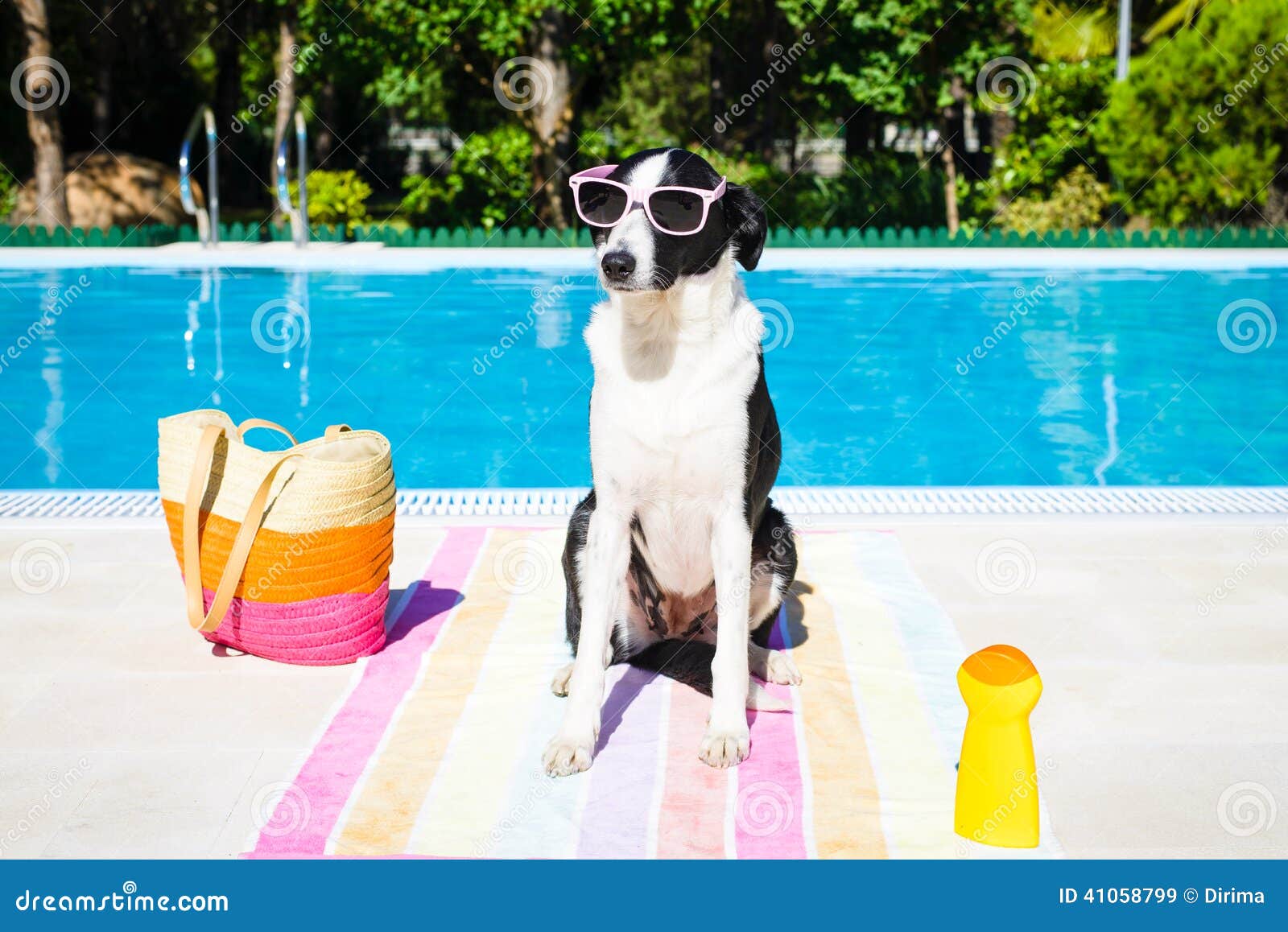 funny-dog-summer-vacation-swimming-pool-wearing-sunglasses-41058799.jpg