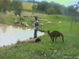 1241027332_kangaroo-kicks-kid-in-the-lake.gif
