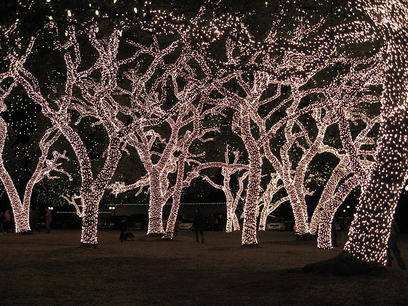 trees2.jpg