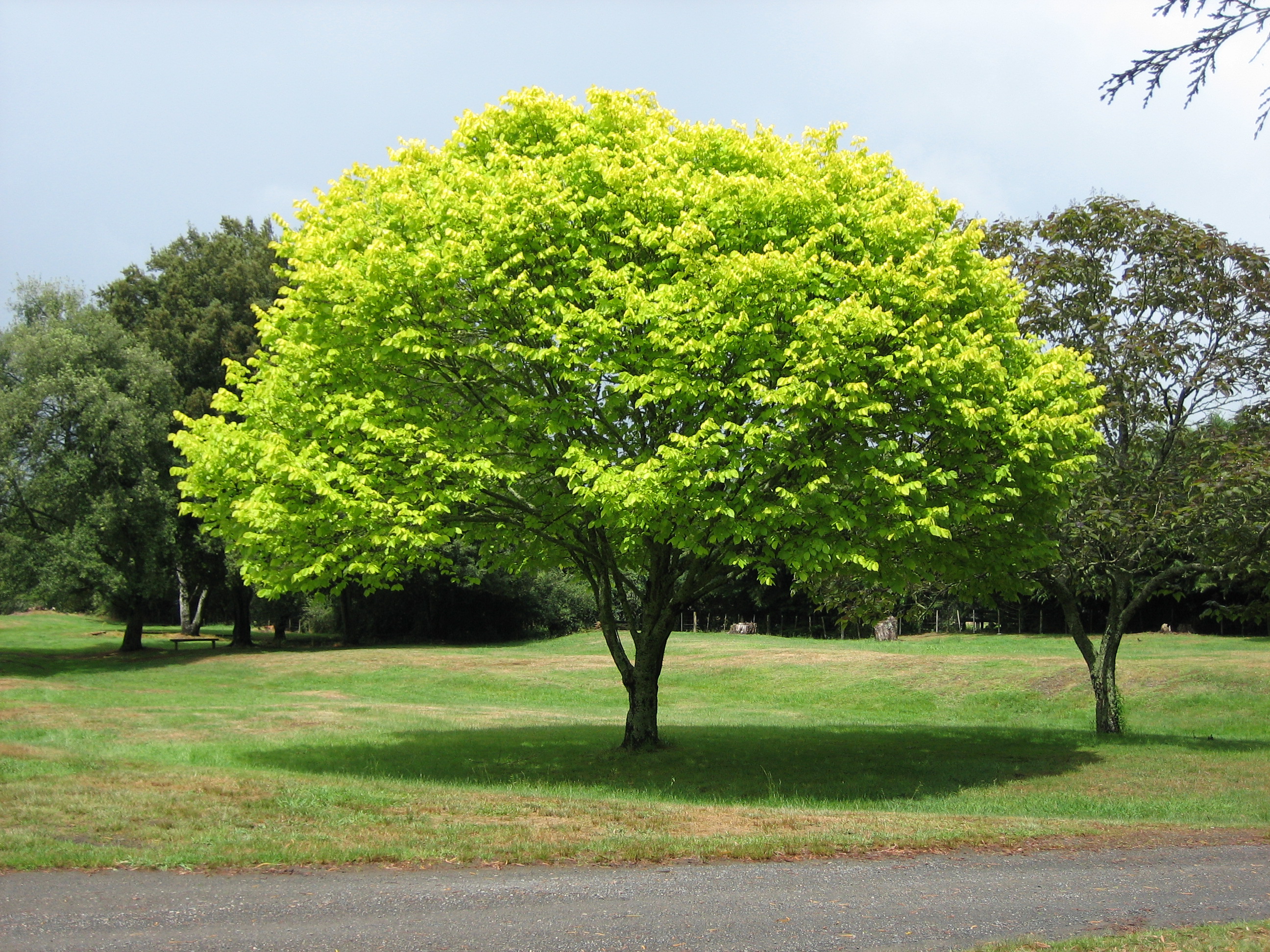 tree.jpg
