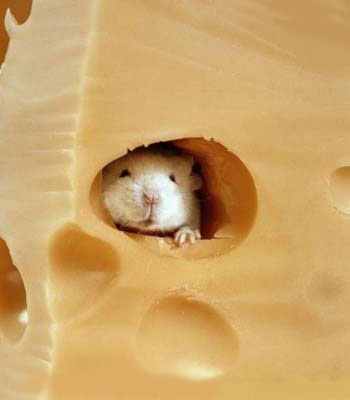 MousePeekSwissCheese.jpeg