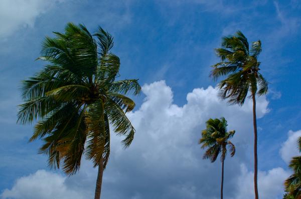 palm-trees-blowing-in-the-wind-paul-pobiak.jpg
