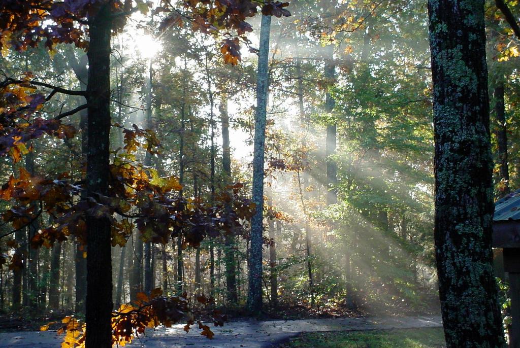 Fall%20morning%20sun%20thru%20trees_full.jpeg
