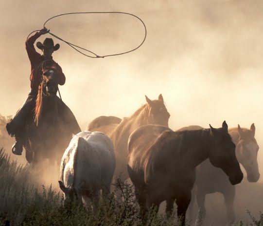 lasso.jpg