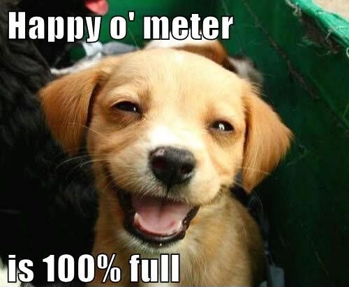 funny-dog-pictures-happy-o-meter-is-full.jpg