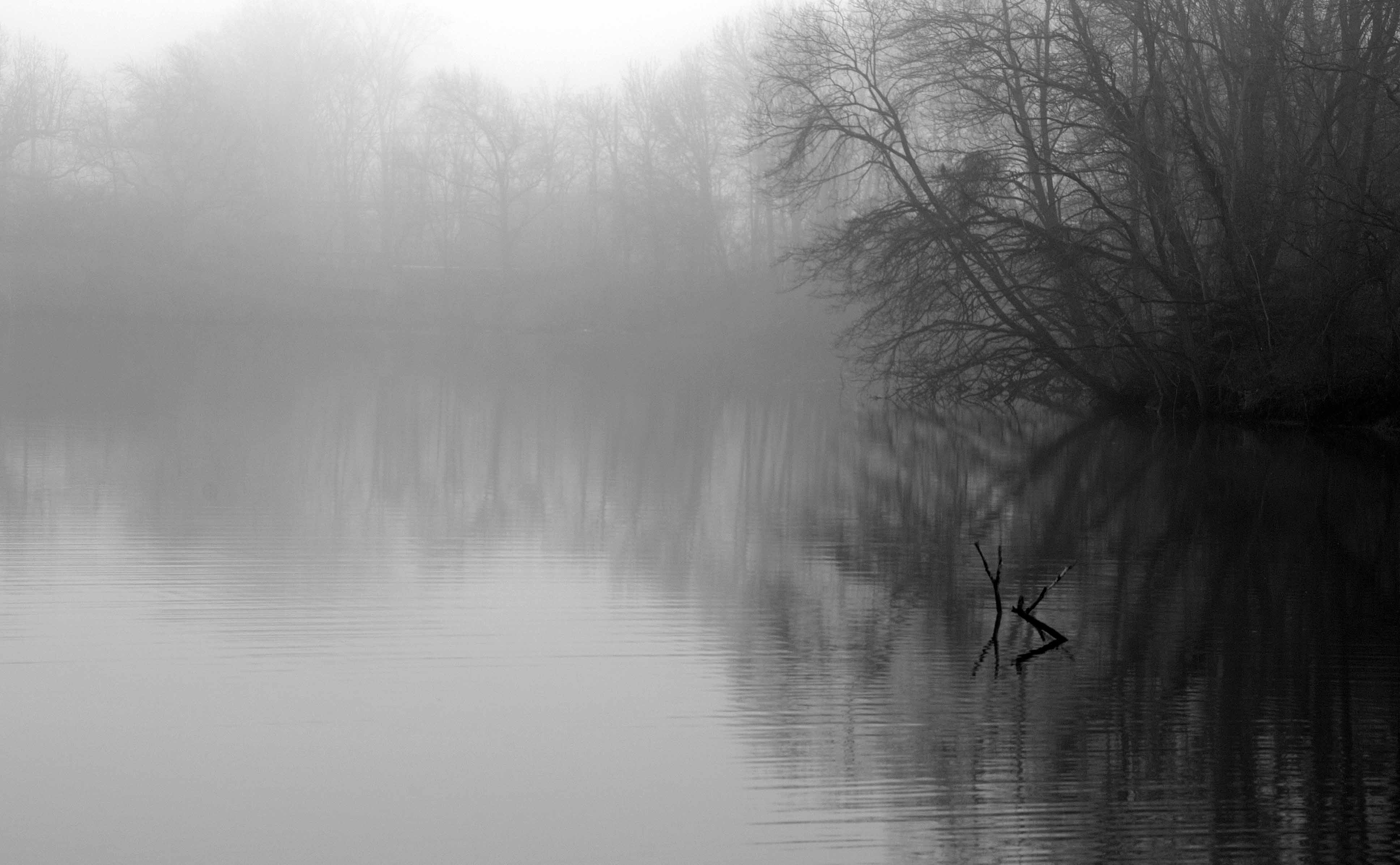 trees-in-fog.jpg