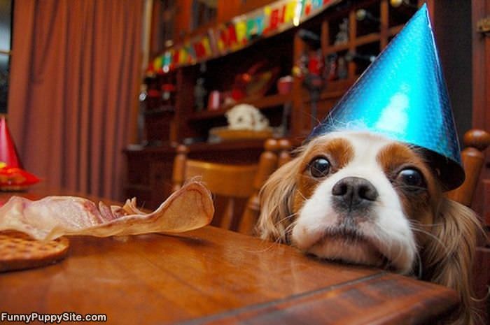 Happy_Birthday_Puppy.jpg