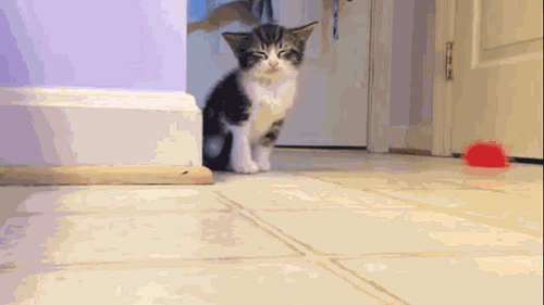 kitten-falls-asleep