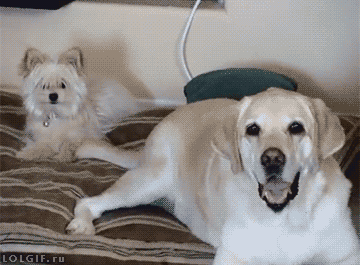 gif-of-happy-dogs-tail-hitting-other-dog