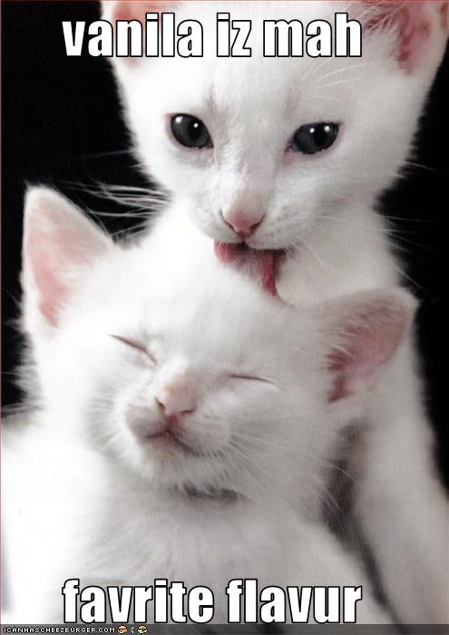 funny-pictures-kitten-likes-vanilla1.jpg