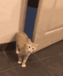 cat-hiding-scared-cat.gif