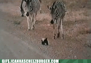 skunk-saving-baby-from-zebras