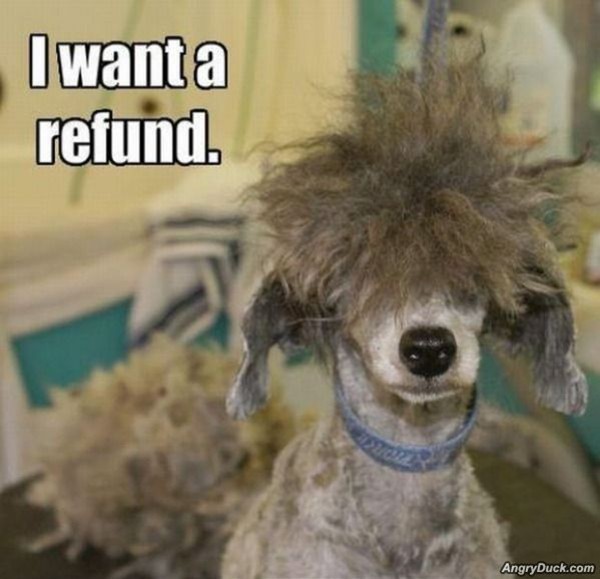 funny-animal-caption-pictures-600x579.jpg