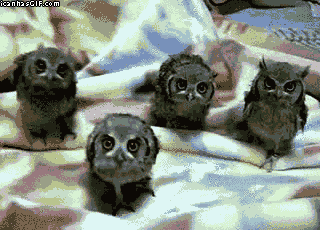 4Q48.gif