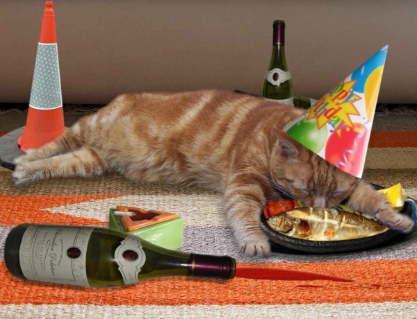 birthday-cat-pictures-3-600x460.jpg