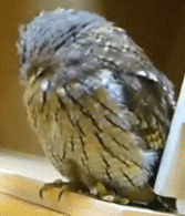 giphy.gif