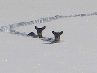 SnowDeer1.jpg