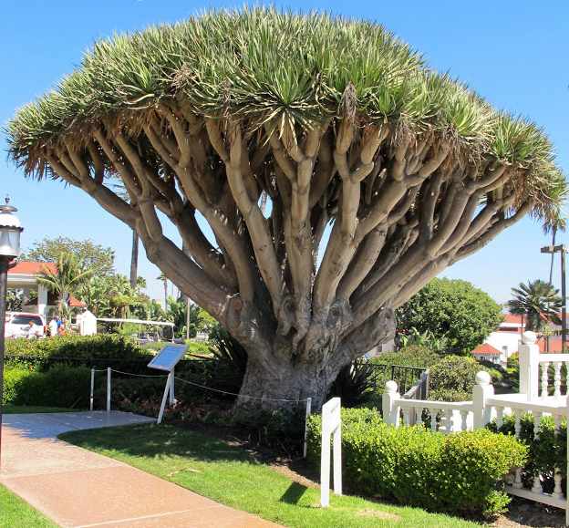 HoteldelCoronadoDragonTree.jpg