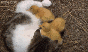 kittens-and-ducklings-all-need-to-be-cuddled