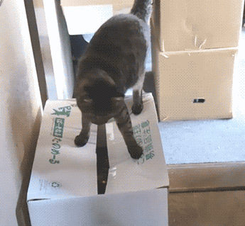 ani_cat-sliding-into-box.gif