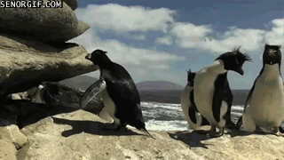 the-daily-struggles-of-a-penguin