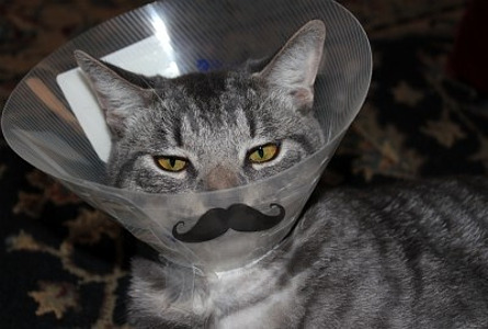 mustache-cat-cone.jpg