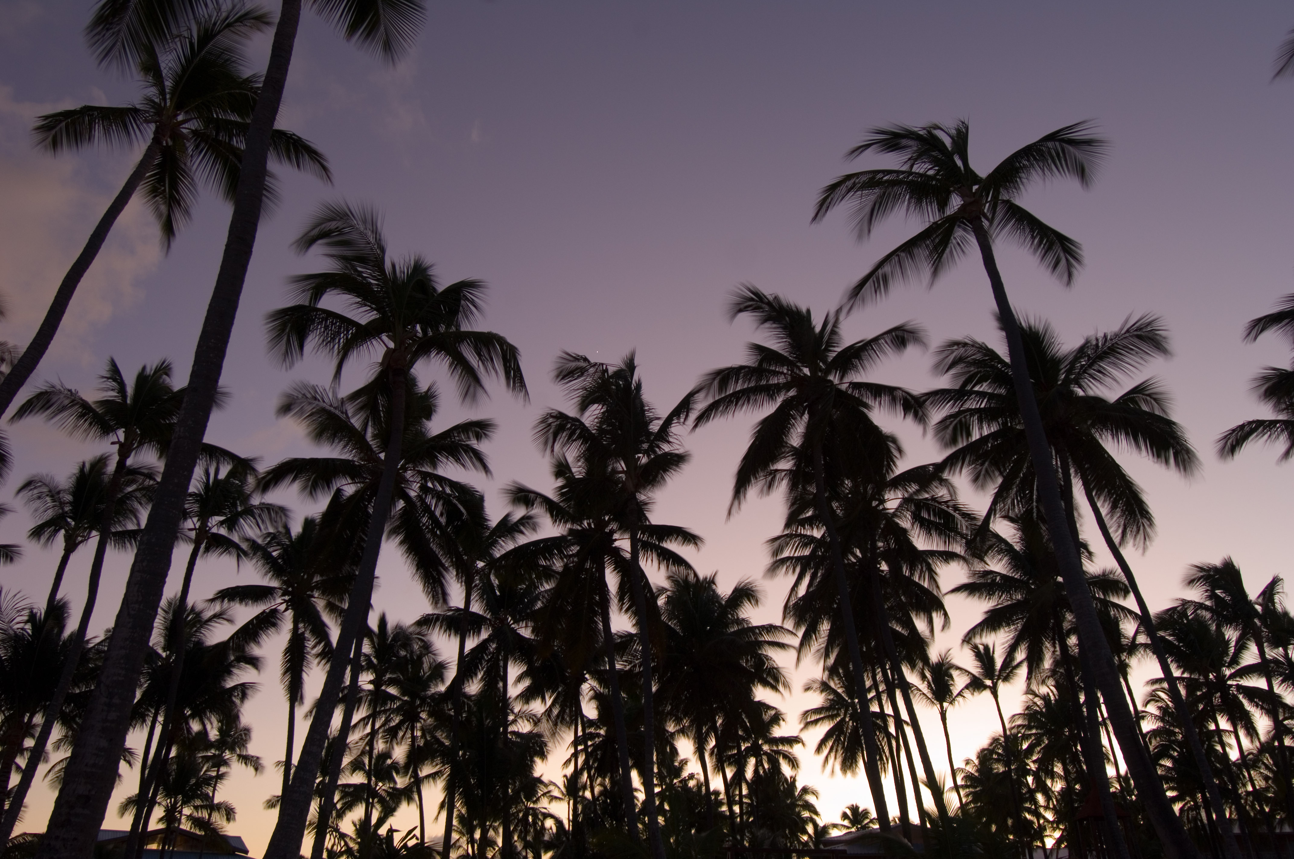 PalmTreesAtSunsetHg.jpg