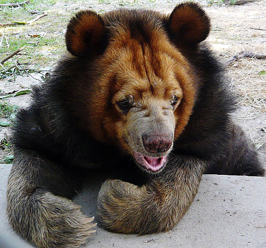 asian-black-bear.jpg