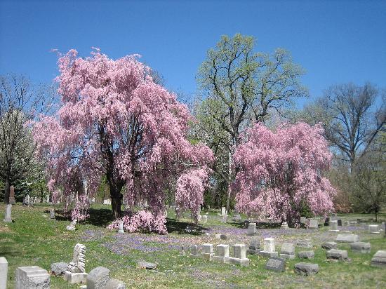 lovely-flowering-trees.jpg