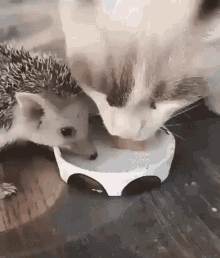 awww-cute.gif