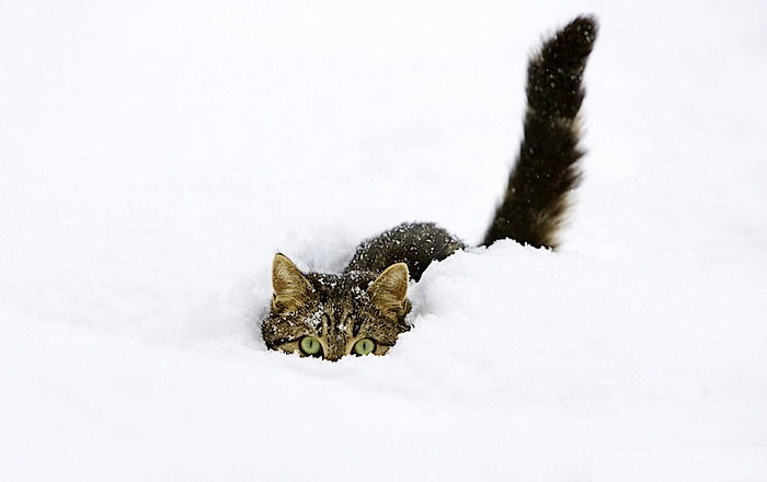 cat-in-snow.jpg